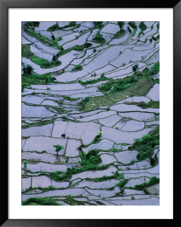 Rice Terraces Surrounding Ducos, Sagada, Mountain, Philippines by Mark Daffey Pricing Limited Edition Print image