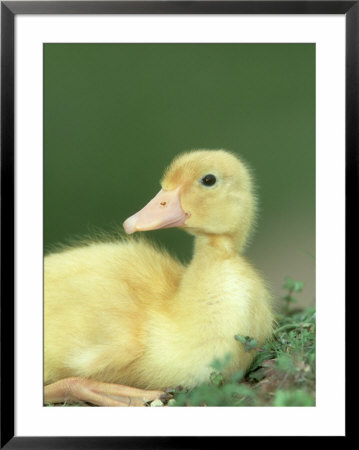 Duckling, Indian Runner Close-Up Portrait Uk by Mark Hamblin Pricing Limited Edition Print image