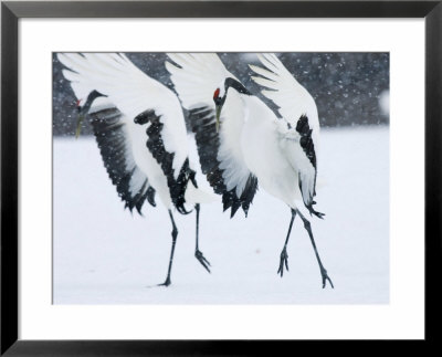Red-Crowned Crane, Hokkaido, Japan by Roy Toft Pricing Limited Edition Print image