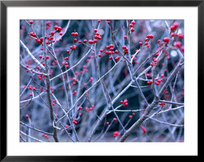 Ilex Verticillata (Black Alder, Winterberry) Winter Branches With Red Berries, December by Susie Mccaffrey Pricing Limited Edition Print image