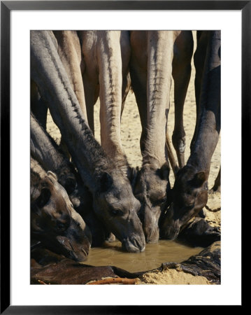 Camels Take A Drink From A Small Pool by Michael S. Lewis Pricing Limited Edition Print image