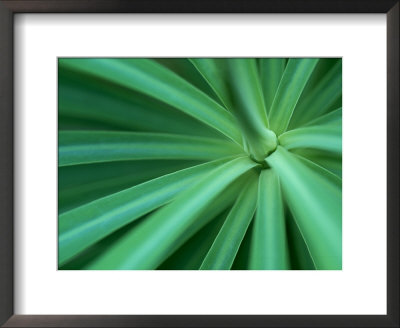 Plant, Detail, Scotland by Iain Sarjeant Pricing Limited Edition Print image