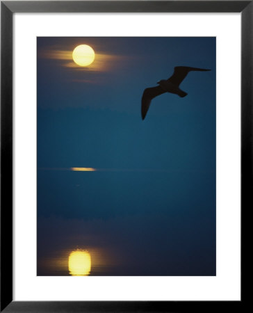 Northern Wisconsin Lake, Seagull At Sunrise by Ken Wardius Pricing Limited Edition Print image