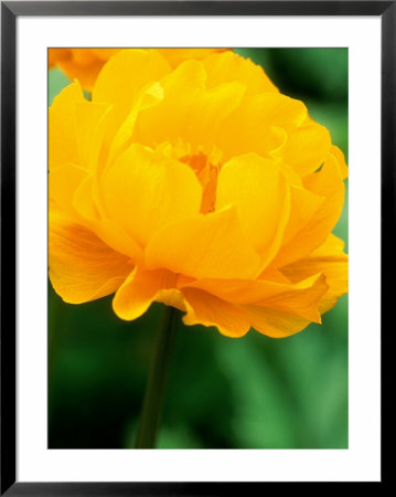 Trollius Prichards Giant (Globeflower) by Mark Bolton Pricing Limited Edition Print image