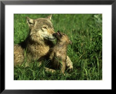 Grey Wolf, Pup Nuzzling Its Mother, Montana by Alan And Sandy Carey Pricing Limited Edition Print image