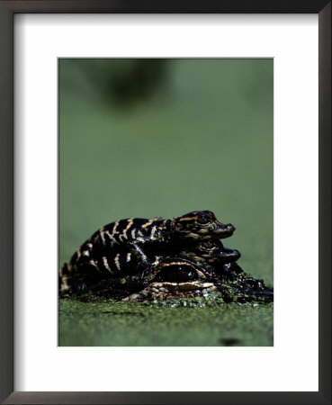 Newborn American Alligators Ride On Their Mothers Back by Chris Johns Pricing Limited Edition Print image