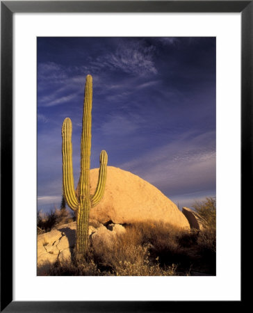 Cardon Cactus, Catavina Desert National Reserve, Baja Del Norte, Mexico by Gavriel Jecan Pricing Limited Edition Print image
