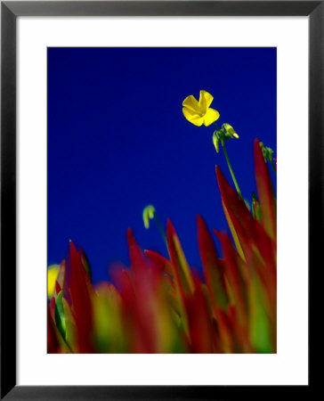 Wildflowers Along The San Simeon Shoreline, San Simeon, California, Usa by Brent Winebrenner Pricing Limited Edition Print image