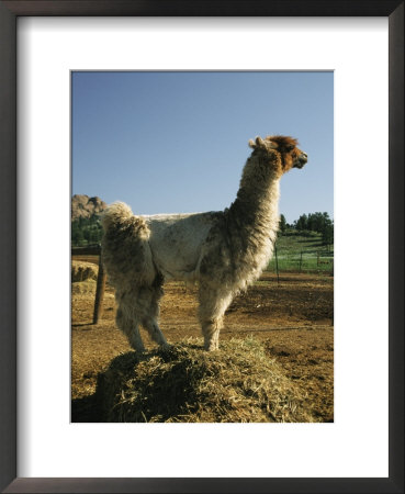 Portrait Of A Llama by Richard Nowitz Pricing Limited Edition Print image