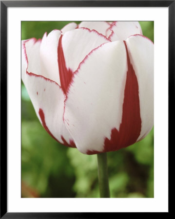 Tulipa Union Jack (Single Late Group) by Chris Burrows Pricing Limited Edition Print image