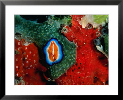 Flatworms And Other Creatures At Hannes Reef, Maldives by Casey Mahaney Pricing Limited Edition Print image