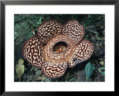 Close-Up Of The Rafflesia, The World's Largest Flowering Plant, Borneo, Asia by James Gritz Pricing Limited Edition Print image