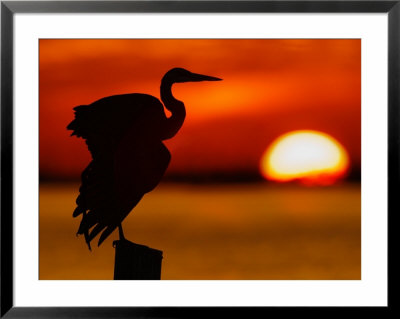 Silhouette Of Great Blue Heron Stretching Wings At Sunset, Fort De Soto Park, St. Petersburg by Arthur Morris. Pricing Limited Edition Print image