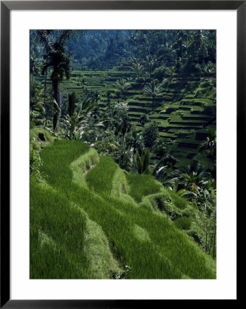 Terraced Rice Fields Near Gagah, Bali, Indonesia, Southeast Asia by James Green Pricing Limited Edition Print image