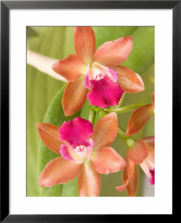 Orchid Blooms In The Spring, Thailand by Gavriel Jecan Pricing Limited Edition Print image