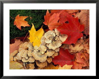 Maple Leaves And Bracket Fungus On Forest Floor, Rossview Farm, Merrimack River Valley by Jerry & Marcy Monkman Pricing Limited Edition Print image