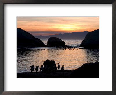 Jackass Penguins (African Penguins) (Speniscus Demersus), Boulder's Beach, Cape Town, South Africa by Thorsten Milse Pricing Limited Edition Print image