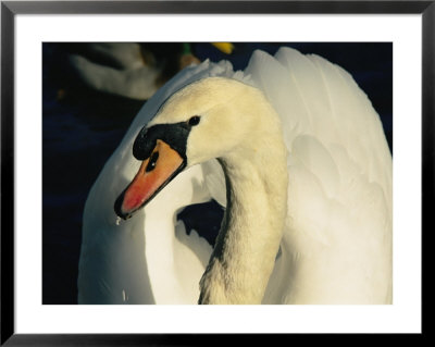 Water Drips From The Bill Of A Trumpeter Swan by Brian Gordon Green Pricing Limited Edition Print image