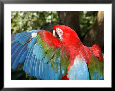 Colorful Macaw by Stacy Gold Pricing Limited Edition Print image