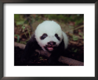 Juvenile Panda Just Starting To Open Her Eyes by Lu Zhi Pricing Limited Edition Print image