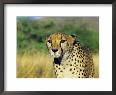 Cheetah, Namibia, Africa by David Tipling Pricing Limited Edition Print image
