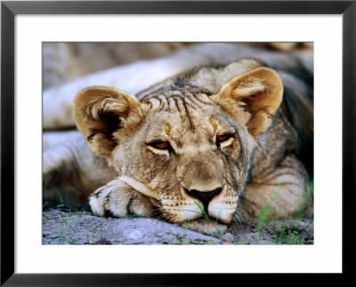 Lion Cub, Etosha National Park, Kunene, Namibia by Ariadne Van Zandbergen Pricing Limited Edition Print image