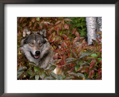 Grey Wolf Amongst Woodland Leaves, Minnesota, Usa by Lynn M. Stone Pricing Limited Edition Print image