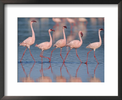 Five Lesser Flamingos Walking In Line, Lake Nakuru, Kenya by Anup Shah Pricing Limited Edition Print image