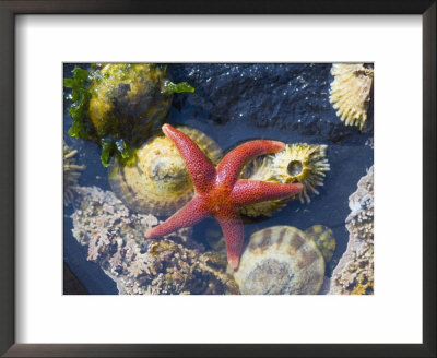 Blood Star, With Limpets And Barnacles Exposed At Low Tide, Tongue Point, Washington, Usa by Georgette Douwma Pricing Limited Edition Print image