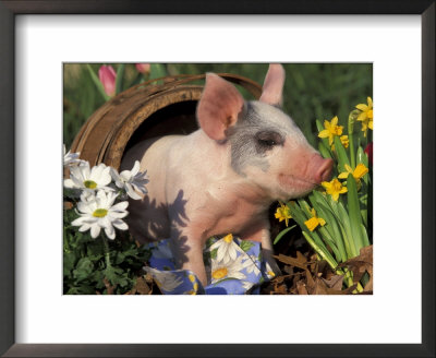 Domestic Piglet In Barrel, Mixed-Breed by Lynn M. Stone Pricing Limited Edition Print image