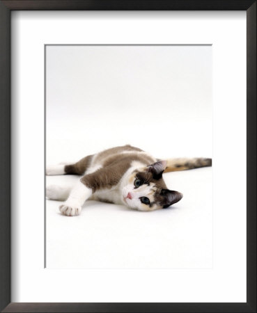 Domestic Cat, 5-Month, Chocolate Tortoiseshell Lying Down by Jane Burton Pricing Limited Edition Print image