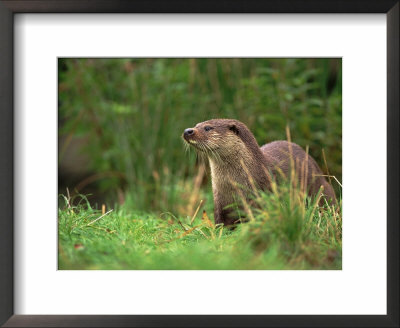 European Otter (Lutra Lutra), Otterpark Aqualutra, Leeuwarden, Netherlands, Europe by Niall Benvie Pricing Limited Edition Print image