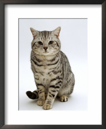 Domestic Cat, British Shorthair Silver Spotted Tabby Male by Jane Burton Pricing Limited Edition Print image
