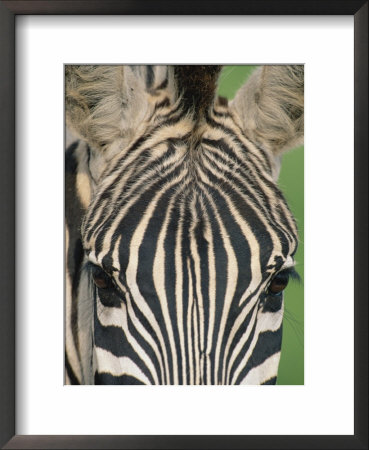 Close Up Of Stripe Patterns On Common Zebra Face, Kenya East Africa by Anup Shah Pricing Limited Edition Print image