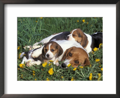 Beagle With Puppies In Grass by Lynn M. Stone Pricing Limited Edition Print image