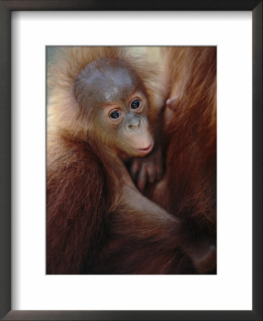 Orang Utan Baby On Mother, (Pongo Abelii) Gunung Leuser National Park, Indonesia by Anup Shah Pricing Limited Edition Print image