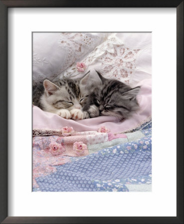 Domestic Cat, Two Chinchilla-Cross Kittens Sleeping In Bed by Jane Burton Pricing Limited Edition Print image