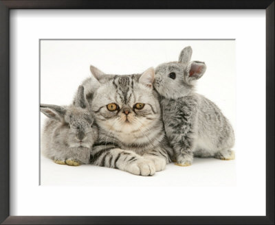 Silver Exotic Cat With Two Silver Baby Rabbits by Jane Burton Pricing Limited Edition Print image