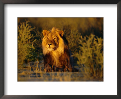 Lion Male, Kalahari Gemsbok, South Africa by Tony Heald Pricing Limited Edition Print image