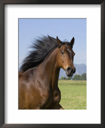 Bay Thoroughbred, Gelding, Longmont, Colorado, Usa by Carol Walker Pricing Limited Edition Print image
