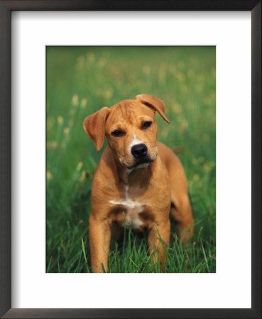 Pit Bull Terrier Puppy by Adriano Bacchella Pricing Limited Edition Print image