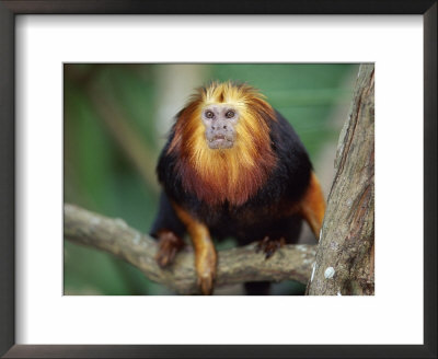 Portrait Of Golden Headed Lion Tamarin, Endangered Species Native To Brazil by Anup Shah Pricing Limited Edition Print image