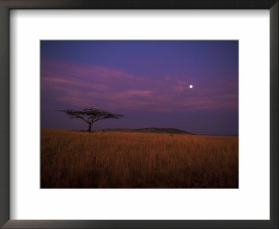 Spotted Hyaena, At Dusk Walking To Acacia Tree, Maasai Mara, Kenya by Anup Shah Pricing Limited Edition Print image