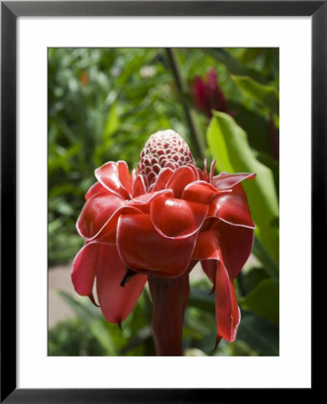 Tropical Flower, Costa Rica, Central America by R H Productions Pricing Limited Edition Print image