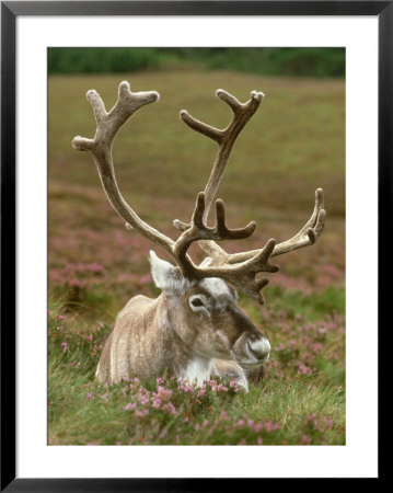 Reindeer, Portrait On Heather, Scotland by Mark Hamblin Pricing Limited Edition Print image