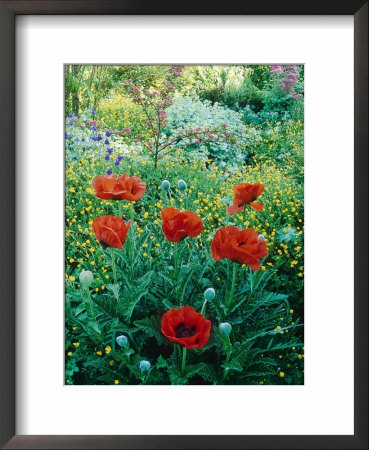 Papaver Orientale, Alchemilla Mollis Aquilegia, Ranunculus Arvensis Cae Hir, Wales by Mark Bolton Pricing Limited Edition Print image