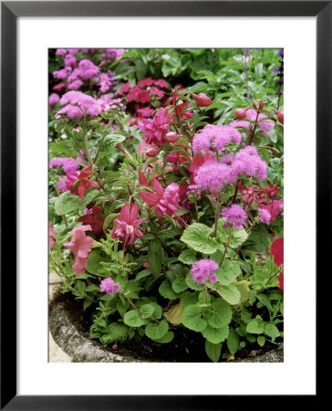 Floss Flower And Ladies Eardrops In Old Stone Urn by Mark Bolton Pricing Limited Edition Print image