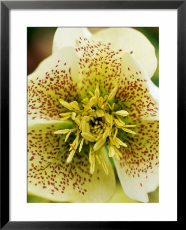 Helleborus Orientalis Hybrid (Lenten Rose) by Mark Bolton Pricing Limited Edition Print image