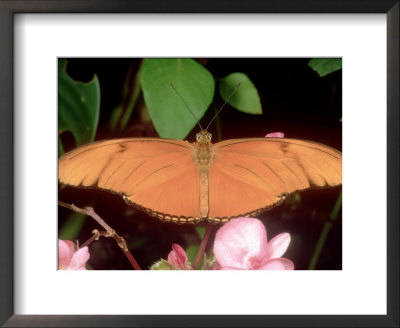 Julia Butterfly, Male, Originates From Peru by Terry Button Pricing Limited Edition Print image