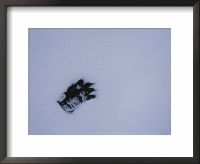 A Black Glove Contrasts With The Falling Snow Starting To Cover It by Stephen St. John Pricing Limited Edition Print image